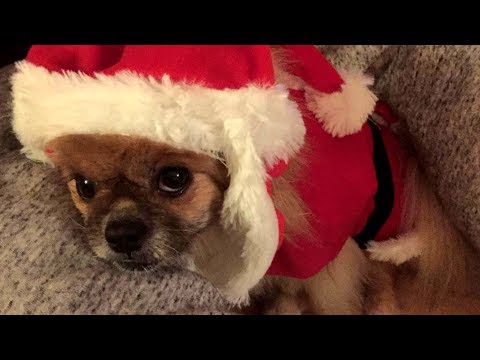Facts About Dogs That Might Surprise You - Facts About Dogs That Might Surprise You