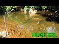 How to catch HUGE FRESHWATER EEL in a small creek (MONSTER EEL ALERT)