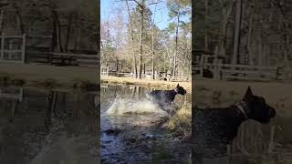 Giant Schnauzer Tux running through water.  #satisfying #giantschnauzer #slowed #dogshorts