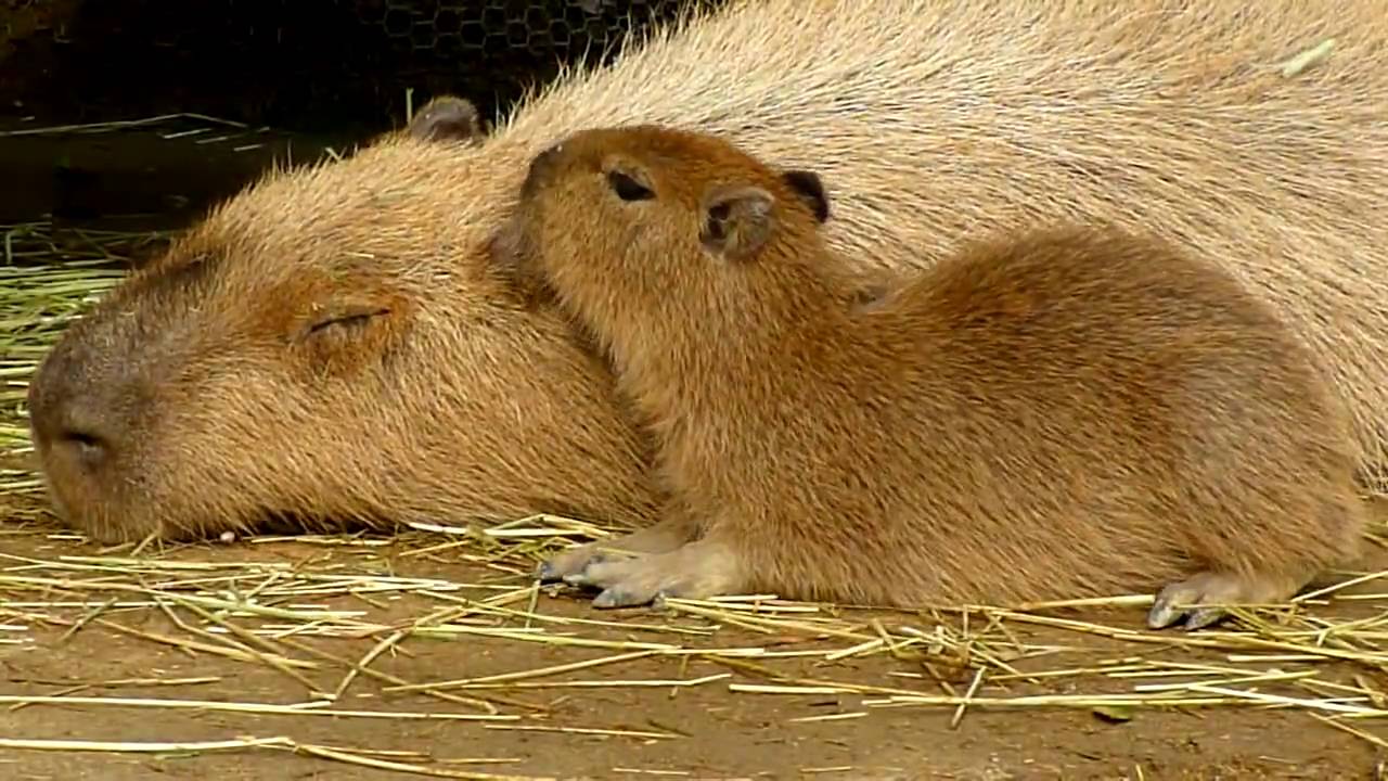 仔カピバラがお母さんにつぶされそう(Mother capybara lean on child