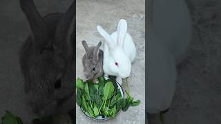 Bunny Brunch Time Fresh Spinach Feast This Is How Rabbits Stay Healthy Just Look At Them Munch