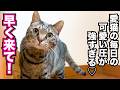 愛猫の毎日の色々な圧が強すぎる♡ #猫 #保護猫 #猫のいる暮らし #cat