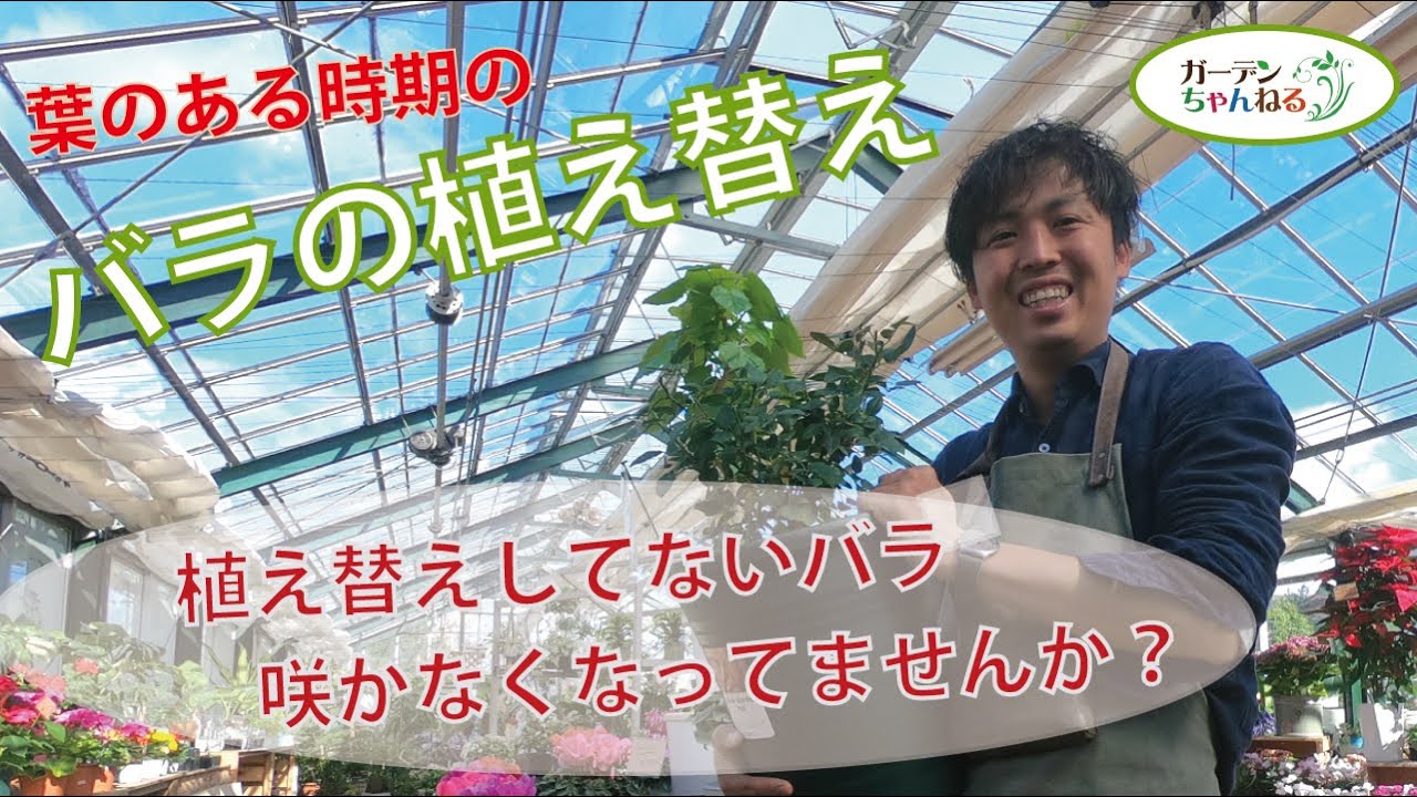 バラの植え替え解説 鉢植えバラの鉢増し 1 Youtube