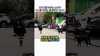 반려견을 부르는 소리가 자신을 부르는 줄 알았던 길냥이