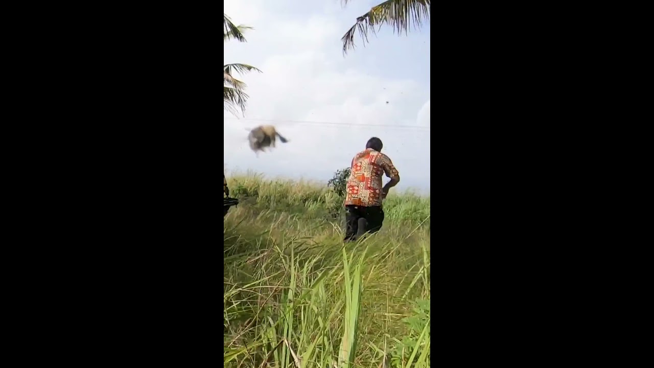 Attacked By Killer Bees In Africa Shorts