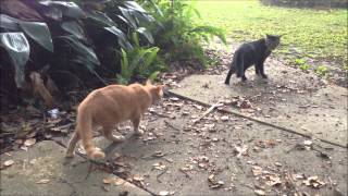 Orange Cat Trash Talking 1