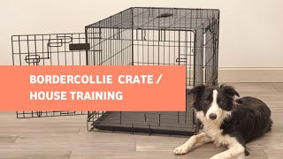 How to house train a Border Collie - Potty Train a Border Collie Pup