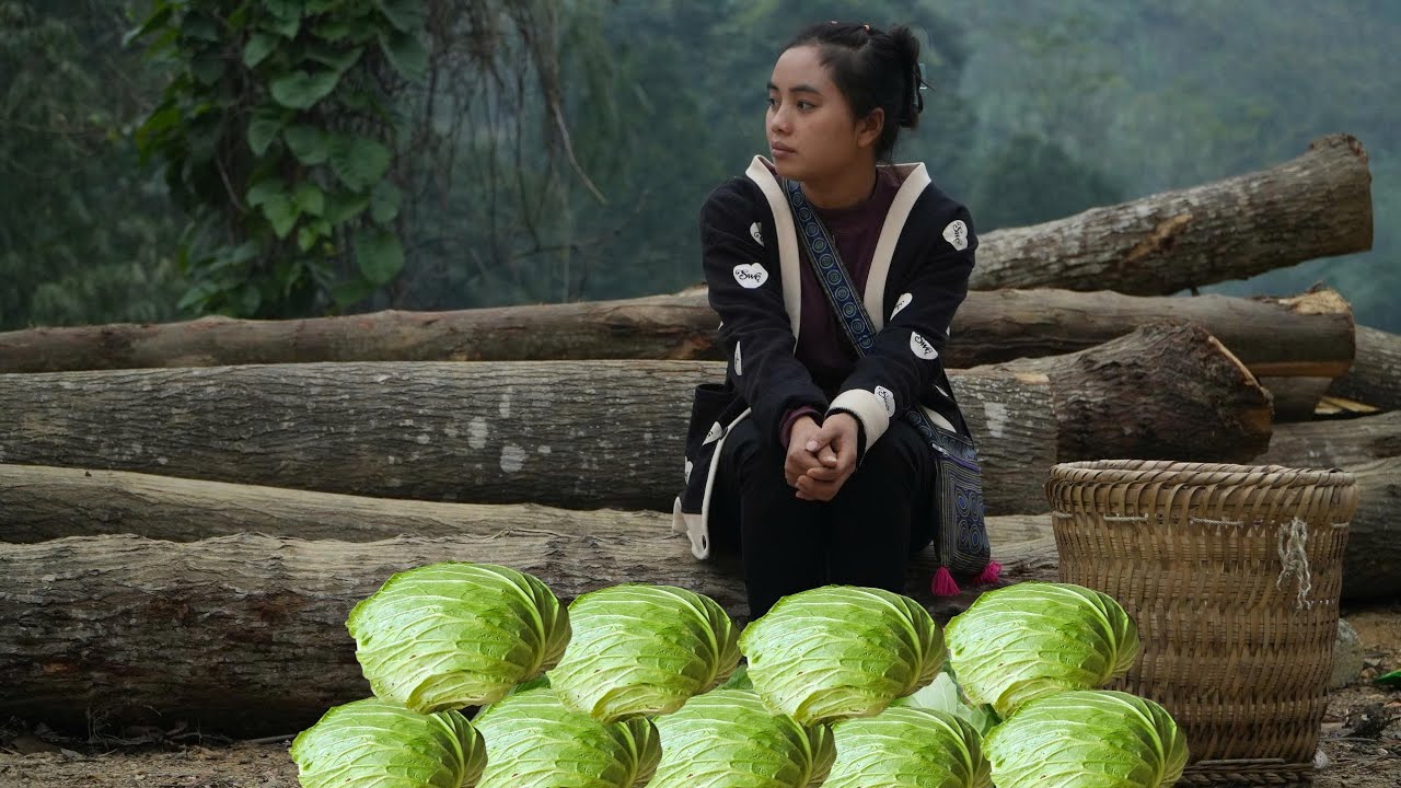 The sweet reward after 3 months of growing vegetables – Ly Thi Di harvests her first cabbages.