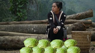 The sweet reward after 3 months of growing vegetables – Ly Thi Di harvests her first cabbages.