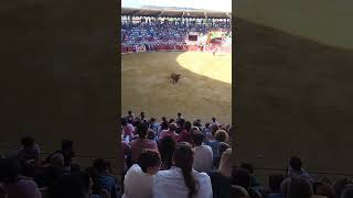 Salida Vaca Brava Pedrajas San Esteban #Shorts (2)