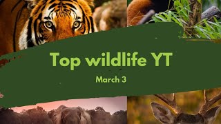 Wild Animals In Th Jungle