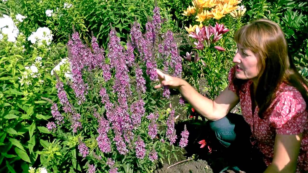 Дербенник. Декоративность и целебные свойства