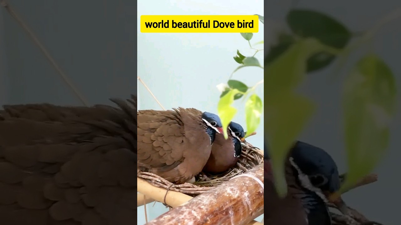 world top beautiful Dove bird  