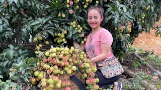 Harvesting lychees, drying them, preserving them to go to the market to sell