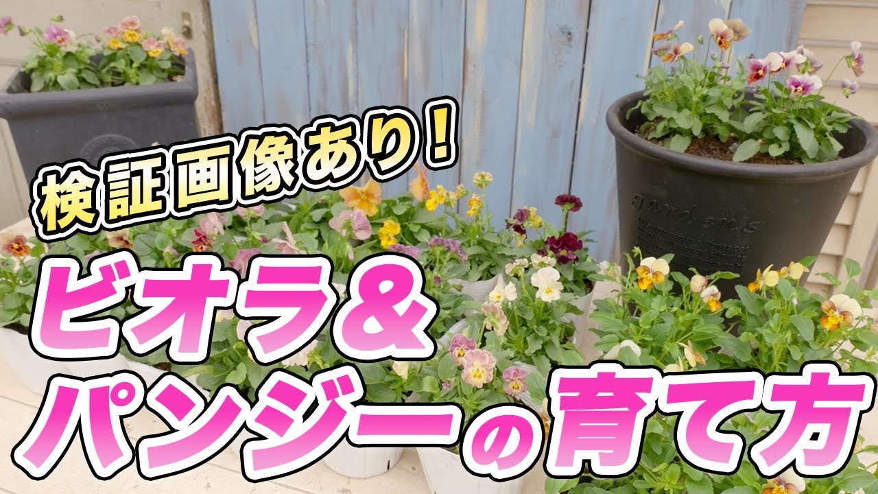 【やって良かった‼︎】ビオラ・パンジーの失敗しない育て方のコツを教えます！【初心者向け】【ガーデニング】【園芸チャンネル】