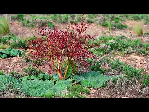 Video: Astrakhan Nature Reserve - en fristad för många fåglar och djur