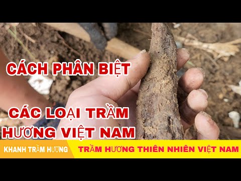 Video: Làm thế nào để các trầm tích được phân loại?