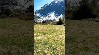 Bloom &amp; Beyond 💚 #nature #naturelovers #naturalbeauty #travel #switzerland #mountains #spring