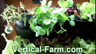 Vertical Farm - Indoor At Home 3ft x 3ft