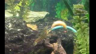 killer crayfish