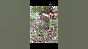 Chainsaw Cutting – Good Tools Can Increase Work Efficiency