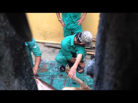 Video Bảo Vệ Và Nhân Viên Vườn Thú Giết Nai Nuôi Làm Thịt - youtube