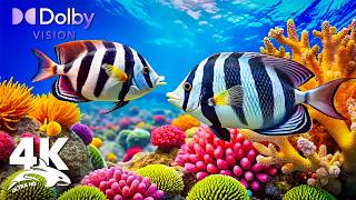4K Cinematic Deep Sea Escape 🐠 Heavenly Coral Reefs & Calming Fish Aquarium
