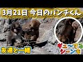 【3月21日最新映像】今日のパンチくんをお届けします🐒2026.3.21 市川市動植物園 Punch the monkey