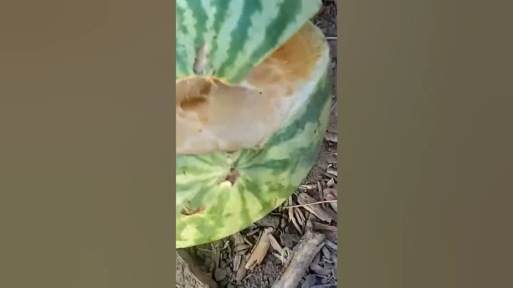 careful not to overwater your watermelon #gardening #farm #farmlife #watermelon #garden