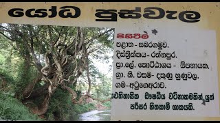 යෝධ පුස්වැල ඓතිහාසික ඖෂධීය වට්නාකමකින් යුත් ශාකයකි sri Lankan history people blogs village vlogs