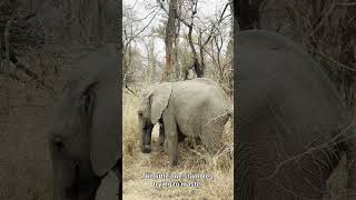 iny Trunk, Big Dreams #CuteAnimals #DidYouKnow #shortsfeed #Viral #AnimalFacts #adorable #43