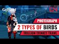 Photograph 2 Types of Birds Genshin Impact Trillion Trinket Trawl Photo Event