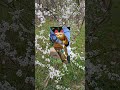 Maneki - neko #manekineko #relaxingforest #relaxingshortsvideos