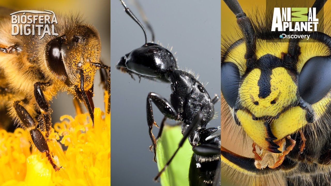 video phone beyonce mp3 ¿Sabes cuál es la picadura de insecto más dolorosa que existe? - Biósfera Digital