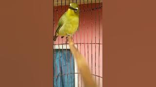 PANCINGAN PLECI DAKBAL GLONDANGAN PAS BUAT BURUNG BAHAN TIDAK AKTIP#PCMI