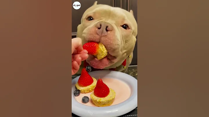 Pitbull Tries Homemade Dog Friendly Cake Recipe #dog #dogs #puppy #shorts