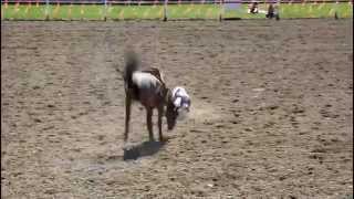 Raymond Stampede