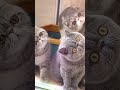 lagi liatin apa si meng sampe melotot begitu 🤣🤣🤣. #viralshort  #catvideos #funnycats