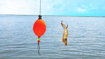 How to Catch Redfish in the Fall- Using Live Shrimp
