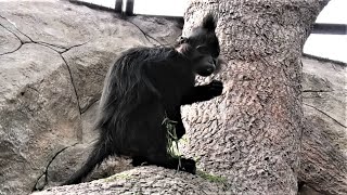 Чёрные бородатые Мангобеи обожают пырей! Black bearded Mangabeys love wheatgrass!