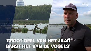 Broedvogelpopulatie in moeras- en zoetwatergebieden stijgt