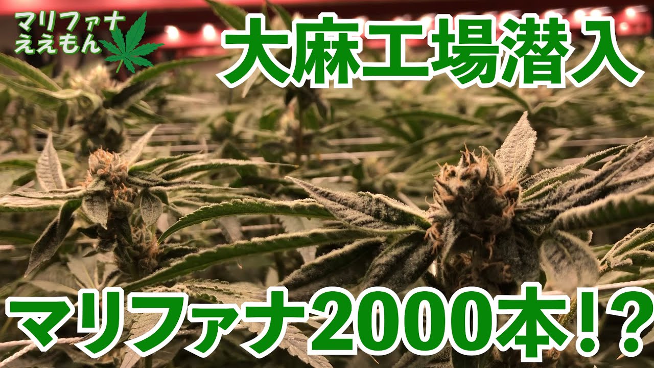 【潜入】気になる中のぞいてきたよ