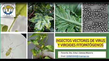 ¿Causan los viroides enfermedades en las plantas?