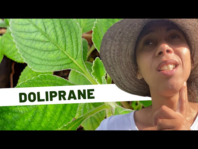 Complete guide to Plectranthus barbatus (Doliprane) - YouTube