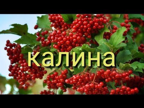 Бейне: Калина «Булденеж» (33 фото): «Roseum» қарапайым вибрумының сипаттамасы, ландшафты дизайндағы сәндік әртүрлілік, гүлденуден кейін кесу