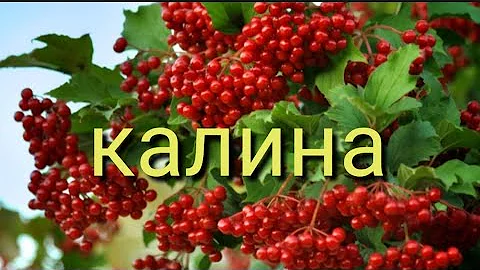 Когда собирать калину? Польза и вред!!☝️🧐