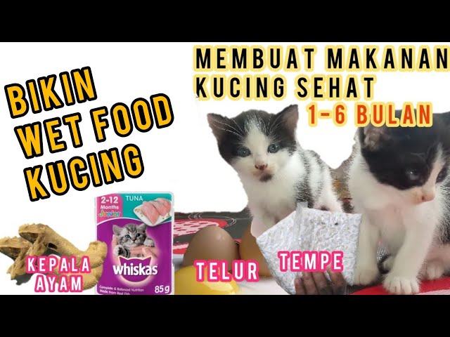 Cara Membuat Makanan kucing Sendiri Biar Gemuk ~ Tips Makanan kucing Agar Cepat Gemuk dan Sehat class=