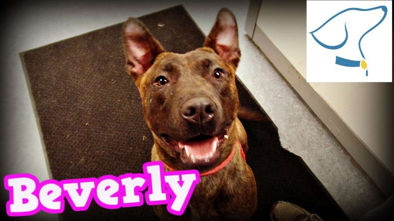 Adopted Beverly Lucas County Canine Care and Control