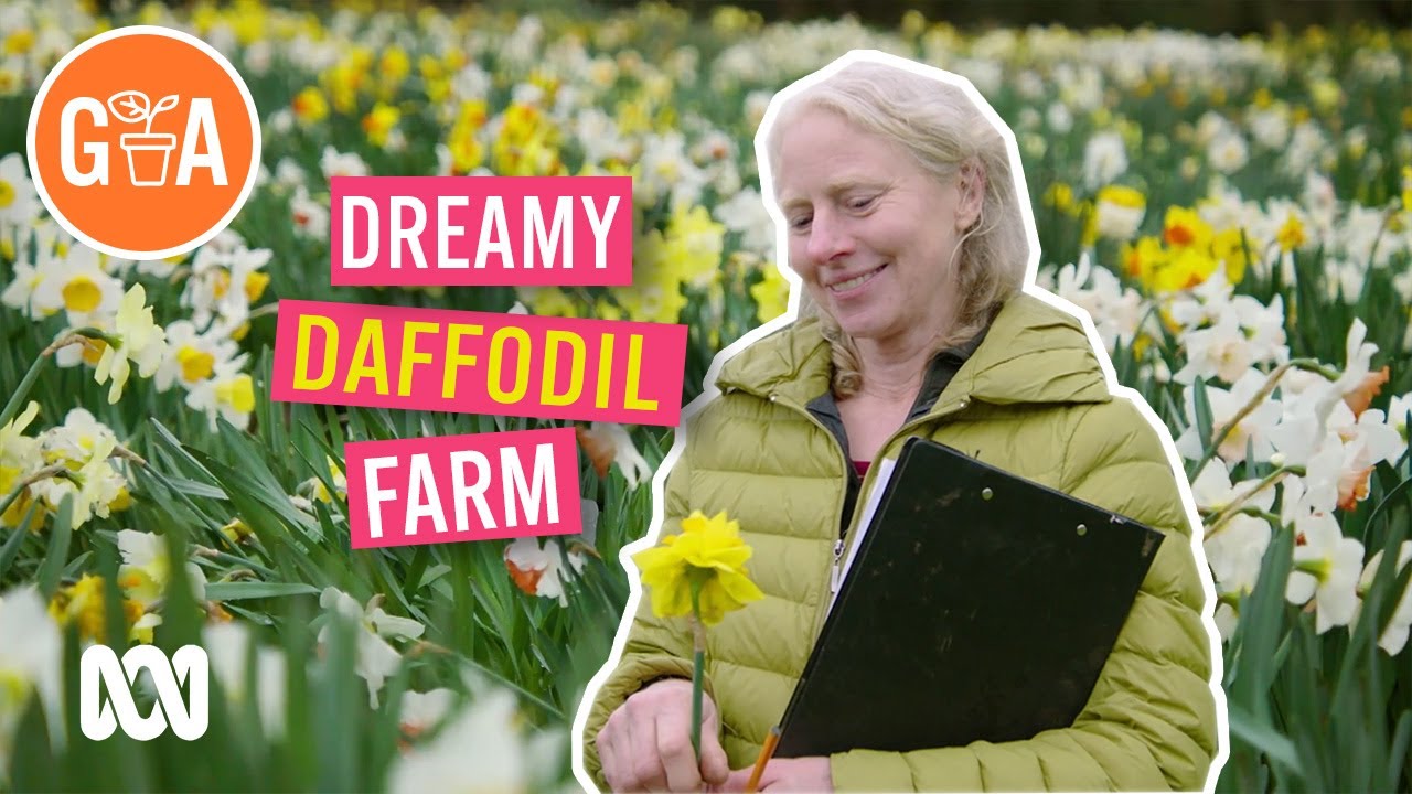 Dreamy Daffodil Farm | My Garden Path | Gardening Australia