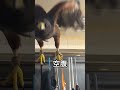 ハリスホークの鳴き声を検証してみた結果